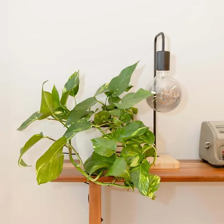 Апартаменты Liiiving In - Luxury Design M Порту